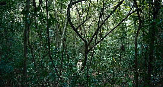 电影《林中绮谭  Selva trágica》（2020墨西哥 / 法国 / 哥伦比亚）--高清4K/1080P迅雷BT资源下载