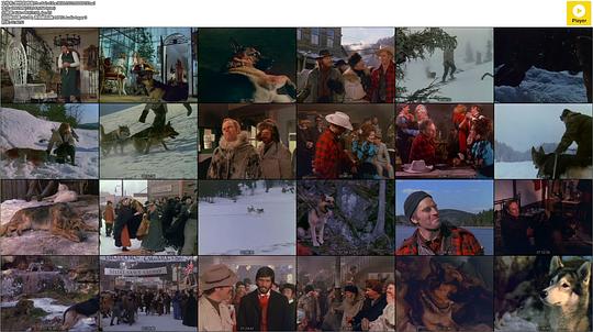 电影《野性的呼唤  The Call of the Wild》（1972英国 / 法国 / 西德 / 意大利 / 西班牙）--高清4K/1080P迅雷BT资源下载