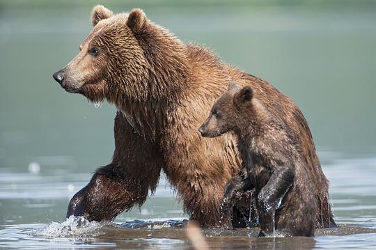 纪录片《棕熊王国  Terre des Ours》（2014法国）--高清4K/1080P迅雷BT资源下载