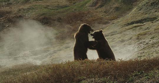 纪录片《棕熊王国  Terre des Ours》（2014法国）--高清4K/1080P迅雷BT资源下载