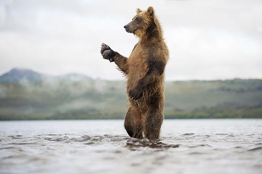 纪录片《棕熊王国  Terre des Ours》（2014法国）--高清4K/1080P迅雷BT资源下载