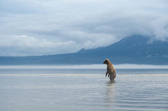 纪录片《棕熊王国  Terre des Ours》（2014法国）--高清4K/1080P迅雷BT资源下载