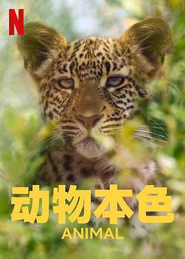 电视剧《动物本色 第一季  Animal》（2021美国）--高清4K/1080P迅雷BT资源下载