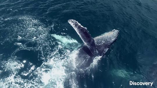 电视剧《追踪海洋巨兽  Chasing Ocean Giants》（2021美国）--高清4K/1080P迅雷BT资源下载