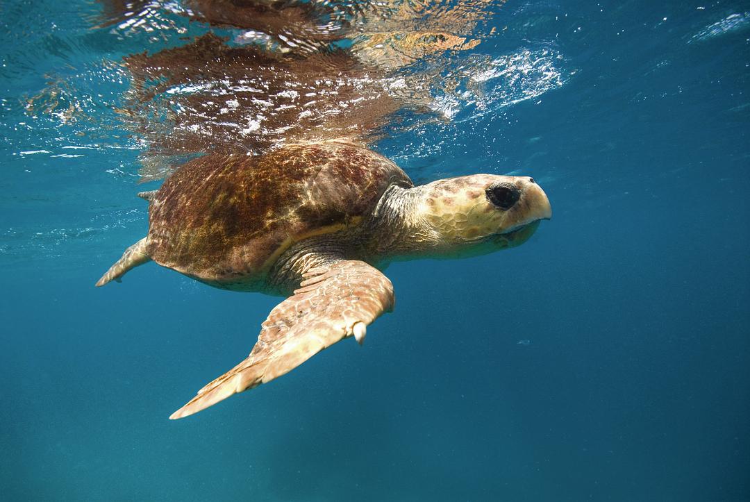 电视剧《大堡礁  Great Barrier Reef》（2012英国）--高清4K/1080P迅雷BT资源下载