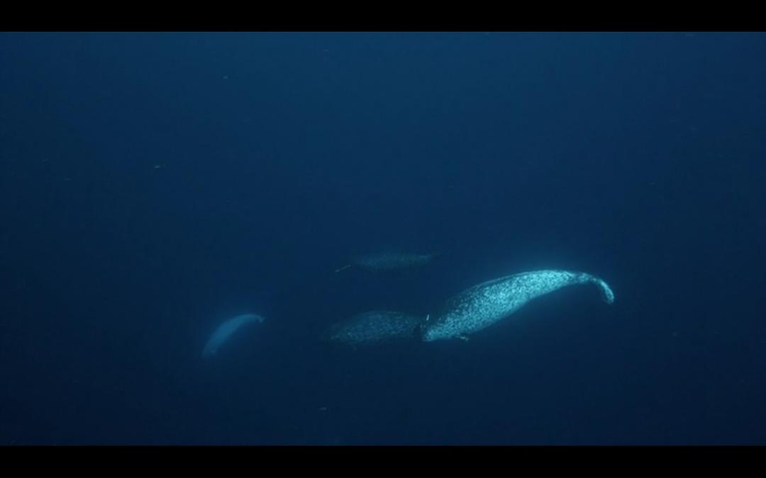 纪录片《北极奇观  Wonders of the Arctic》（2014加拿大）--高清4K/1080P迅雷BT资源下载