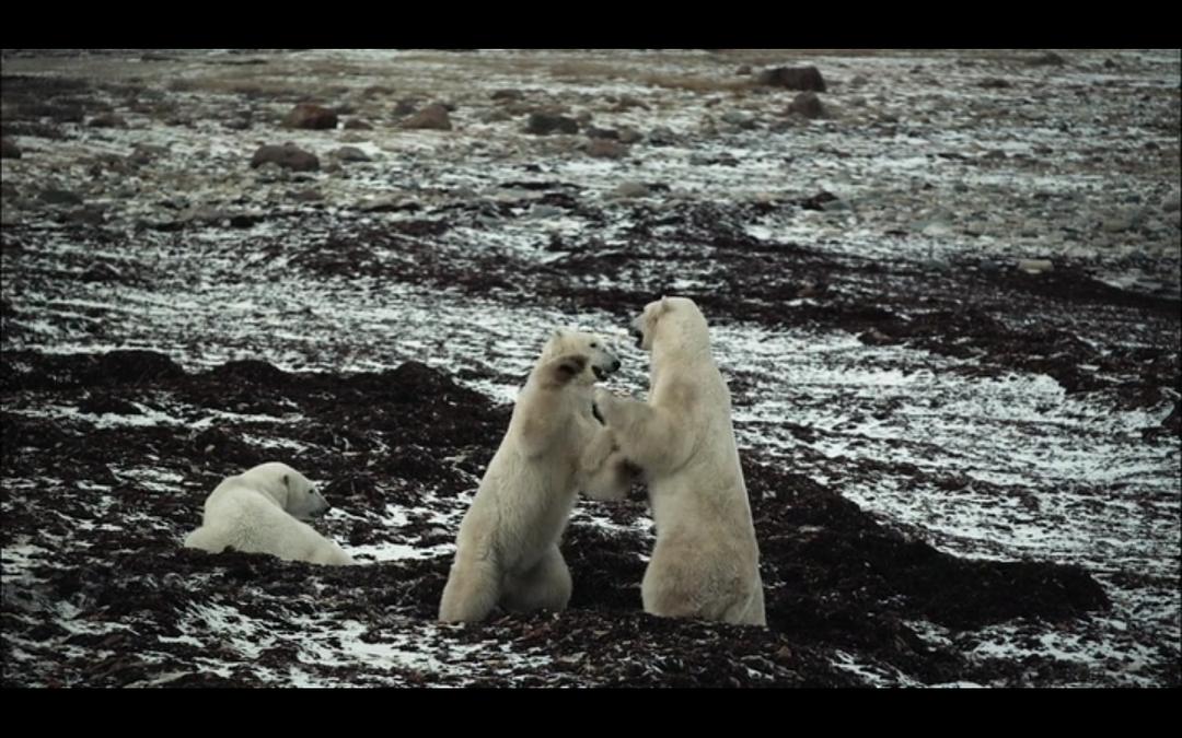 纪录片《北极奇观  Wonders of the Arctic》（2014加拿大）--高清4K/1080P迅雷BT资源下载