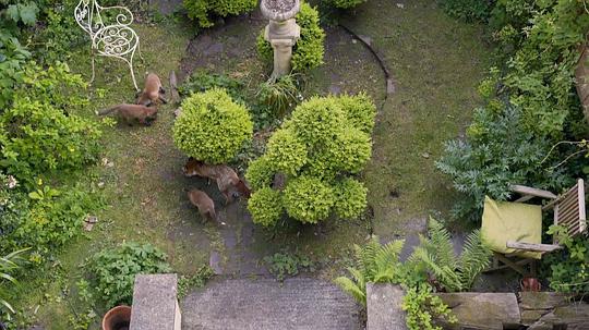 电视剧《野性英国  wild britain》（2018英国）--高清4K/1080P迅雷BT资源下载