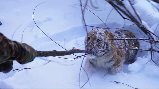 电视剧《雪虎任务  Operation Snow Tiger》（2013英国）--高清4K/1080P迅雷BT资源下载