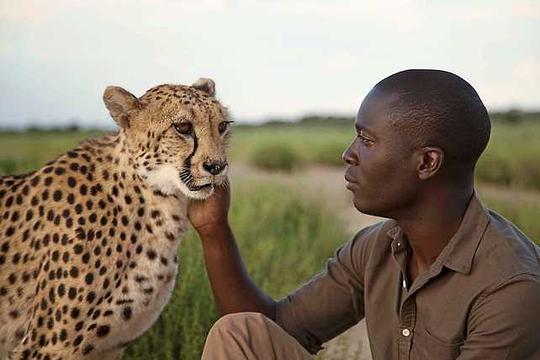 电视剧《超感：动物的秘密能力 第一季  Super Senses: The Secret Power Of Animals》（2014英国）--高清4K/1080P迅雷BT资源下载