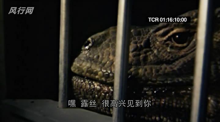 电影《蜥蜴男孩  Lizard Boy》（2009美国）--高清4K/1080P迅雷BT资源下载