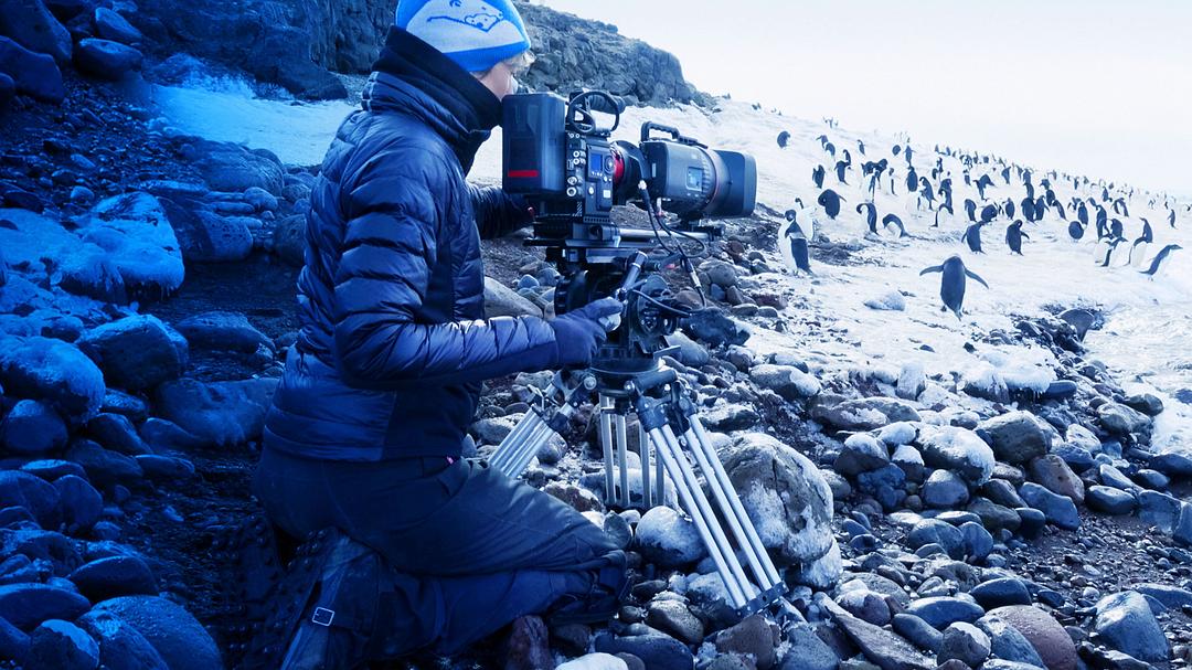 纪录片《企鹅：极地追踪  Penguins: Life on the Edge》（2020美国）--高清4K/1080P迅雷BT资源下载