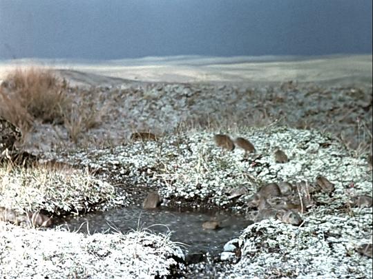 纪录片《白色的荒地  White Wilderness》（1958美国）--高清4K/1080P迅雷BT资源下载