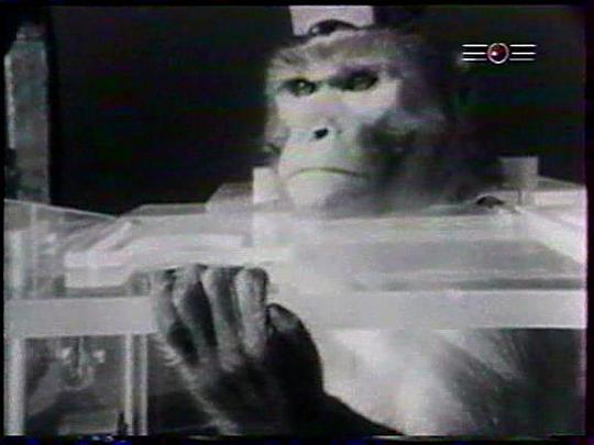 纪录片《灵长类  Primate》（1974美国）--高清4K/1080P迅雷BT资源下载