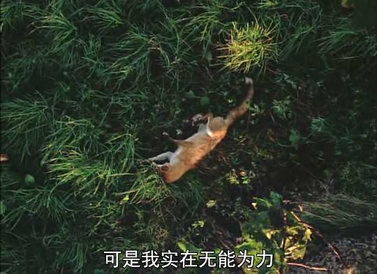 纪录片《狐狸的故事  キタキツネ物語》（1978日本）--高清4K/1080P迅雷BT资源下载
