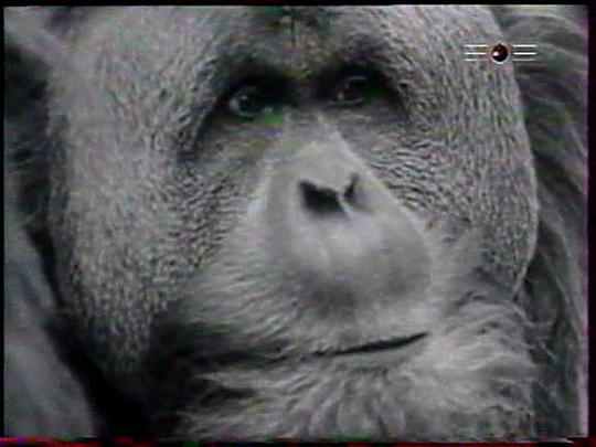 纪录片《灵长类  Primate》（1974美国）--高清4K/1080P迅雷BT资源下载