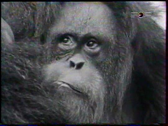 纪录片《灵长类  Primate》（1974美国）--高清4K/1080P迅雷BT资源下载