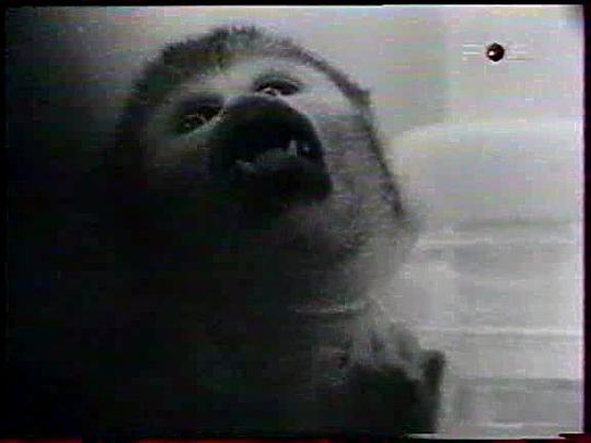 纪录片《灵长类  Primate》（1974美国）--高清4K/1080P迅雷BT资源下载