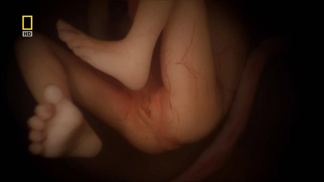 纪录片《子宫日记：多胞胎  In the Womb: Multiples》（2007美国）--高清4K/1080P迅雷BT资源下载