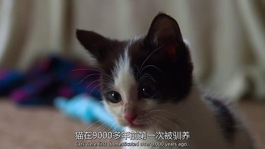 纪录片《超萌动物  Super Cute Animals》（2015英国）--高清4K/1080P迅雷BT资源下载