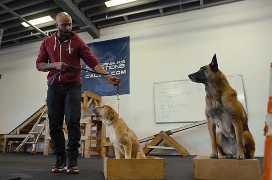 电视综艺《驯犬师  Canine Intervention》（2021美国）--高清4K/1080P迅雷BT资源下载
