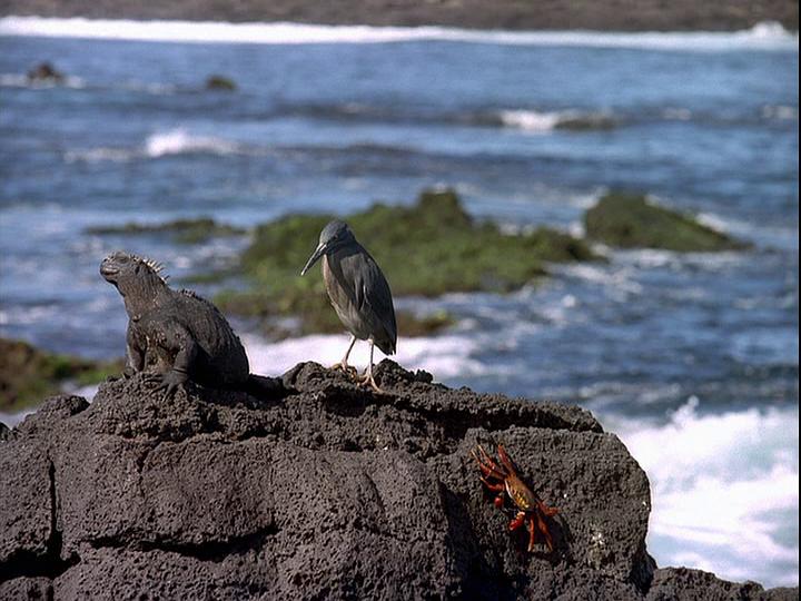 电影《龟岛探秘  Galapagos: The Enchanted Voyage》（1999美国）--高清4K/1080P迅雷BT资源下载