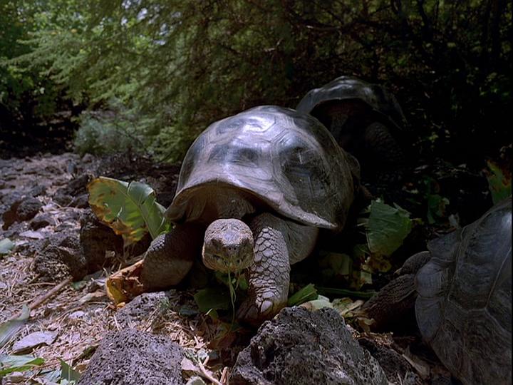电影《龟岛探秘  Galapagos: The Enchanted Voyage》（1999美国）--高清4K/1080P迅雷BT资源下载