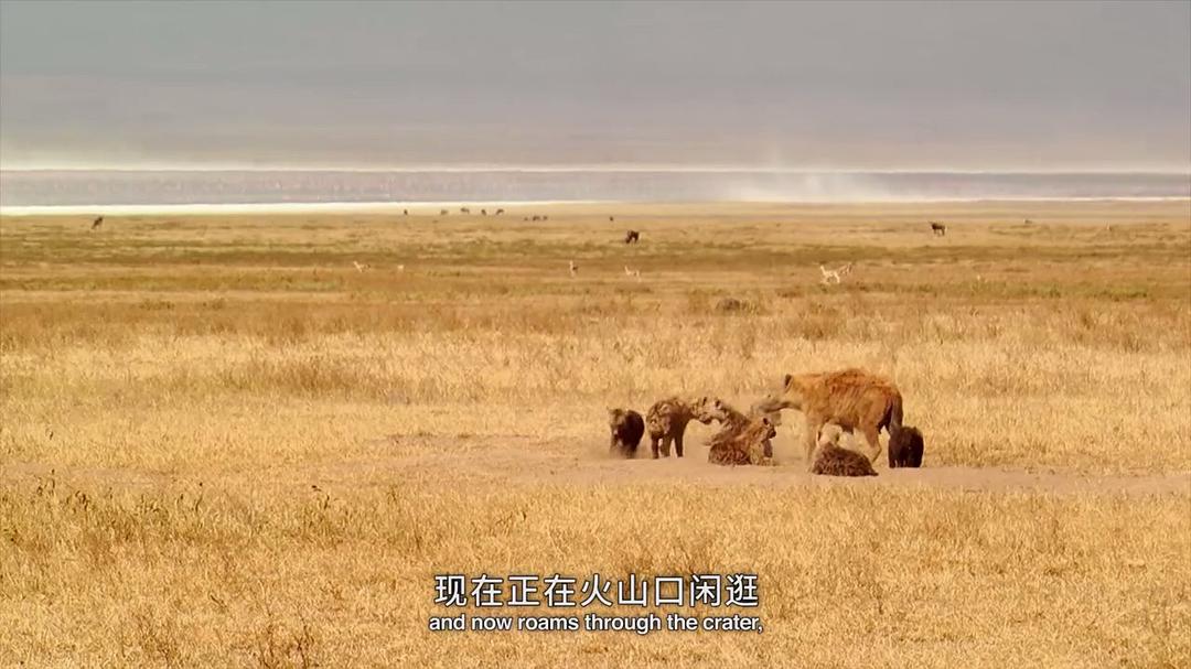 电影《奇幻之旅  Viaje mágico a África》（2010西班牙）--高清4K/1080P迅雷BT资源下载