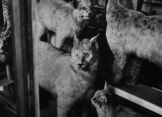 电影短片《堤 La jetée》(1962法国)--高清4K/1080P迅雷BT资源下载 电影短片《堤 La jetée》(1962法国)--高清4K/1080P迅雷BT资源下载
