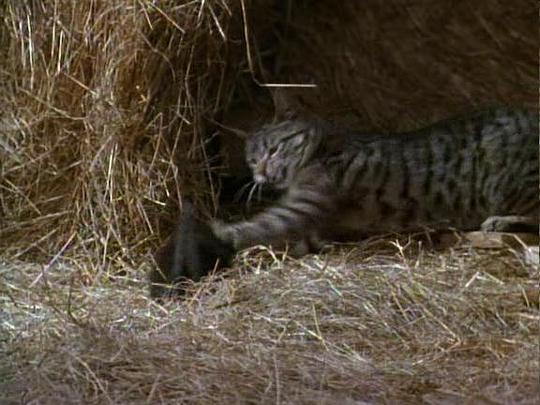 电影《猫谜  National Geographic 100 Years #49 Cats - Caressing The Tiger》（1991美国）--高清4K/1080P迅雷BT资源下载