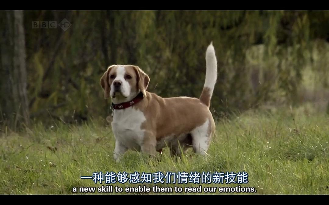 纪录片《地平线系列：狗狗秘闻  Horizon: The Secret Life of the Dog》（2010英国）--高清4K/1080P迅雷BT资源下载