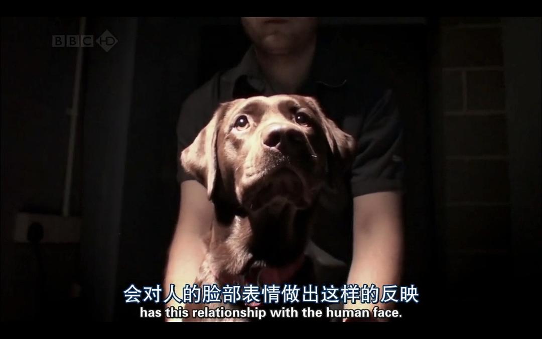 纪录片《地平线系列：狗狗秘闻  Horizon: The Secret Life of the Dog》（2010英国）--高清4K/1080P迅雷BT资源下载