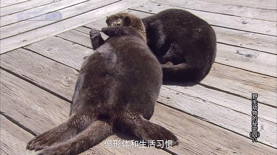 电视剧《野生动物的秘密 第四季》（2009中国大陆）--高清4K/1080P迅雷BT资源下载