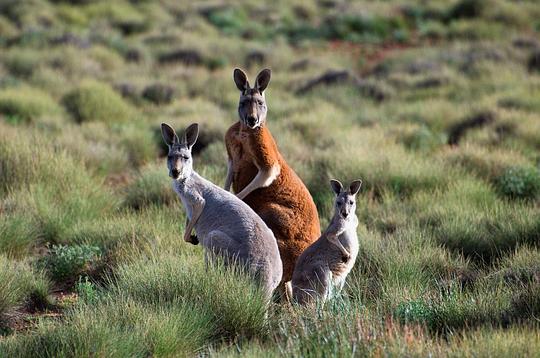 电视剧《Wild Australians Season 1  Wild Australians》（2020澳大利亚）--高清4K/1080P迅雷BT资源下载