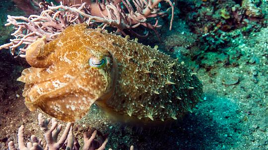 电视剧《海洋奇境  Wonders of the Ocean》（2019新西兰）--高清4K/1080P迅雷BT资源下载