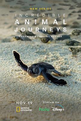 电视剧《生灵奇旅  Incredible Animal Journeys》（2023美国）--高清4K/1080P迅雷BT资源下载