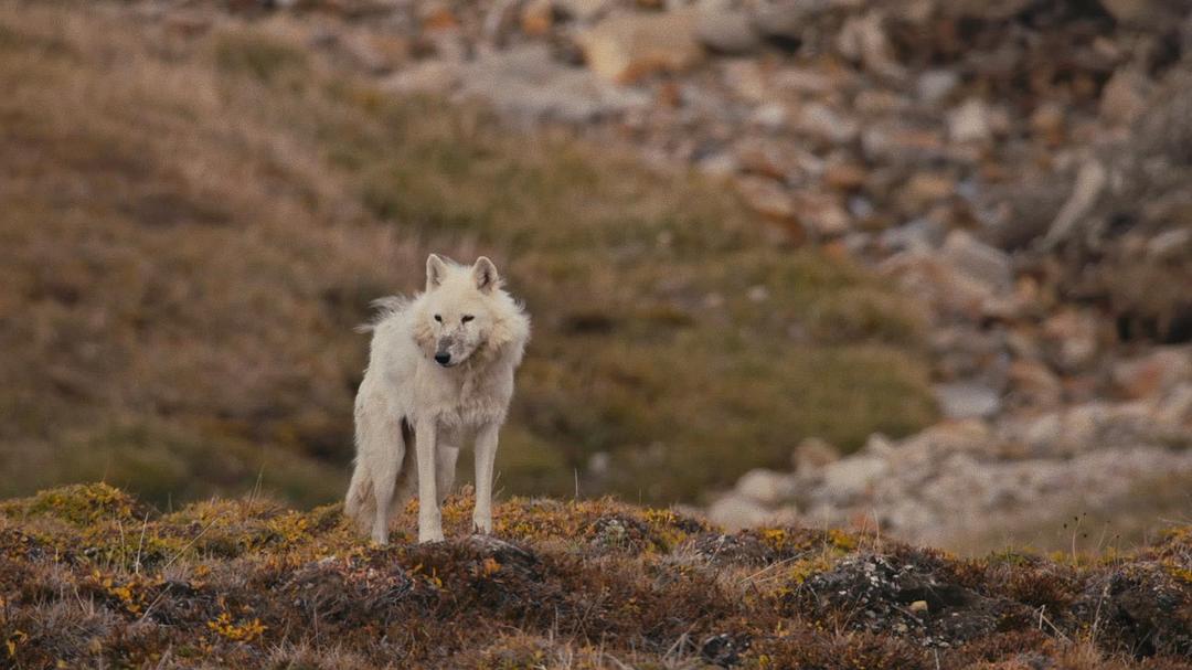 电视剧《雪狼王国  Kingdom of the White Wolf》（2019美国/加拿大）--高清4K/1080P迅雷BT资源下载