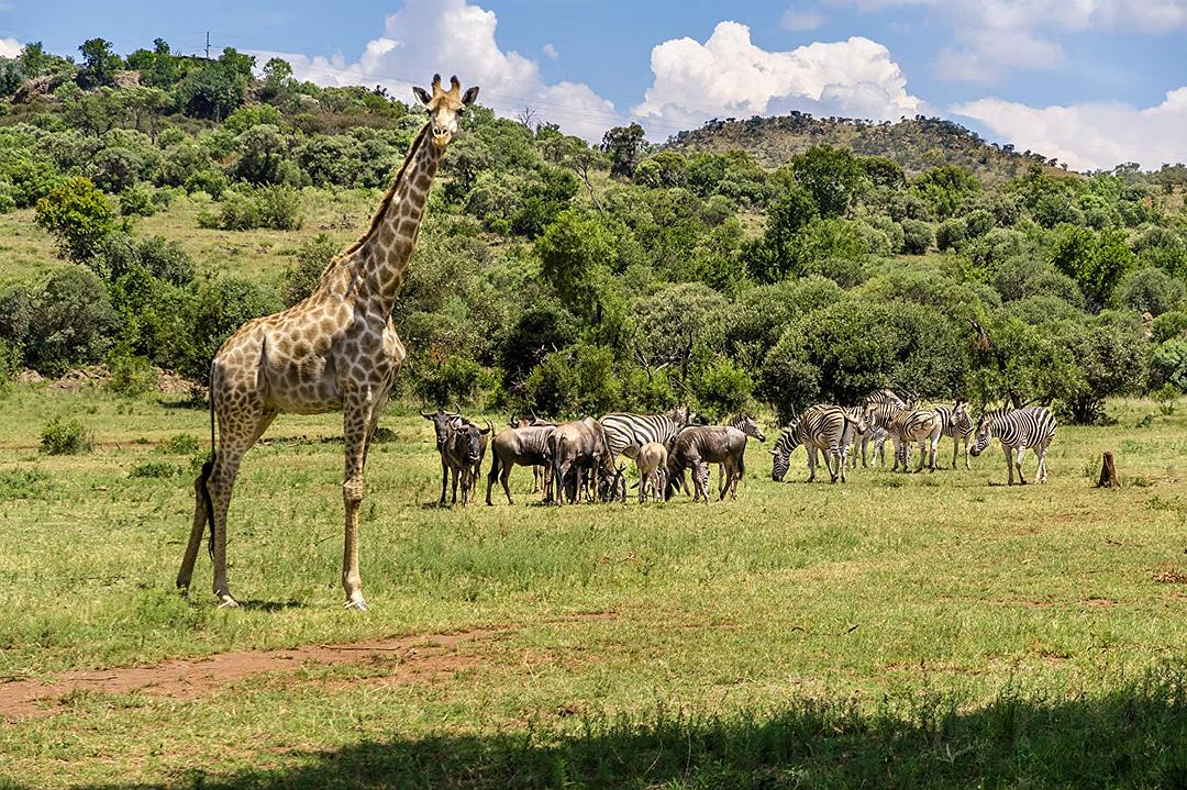 电视剧《爱在旅途  Love on Safari》（2018加拿大）--高清4K/1080P迅雷BT资源下载