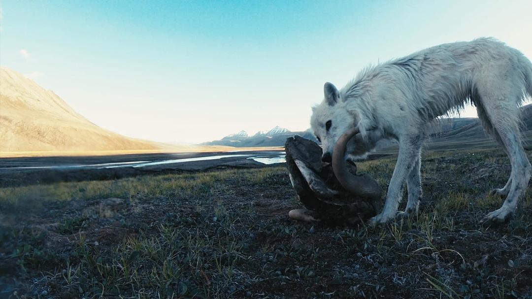 电视剧《雪狼王国  Kingdom of the White Wolf》（2019美国/加拿大）--高清4K/1080P迅雷BT资源下载