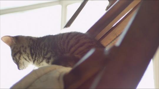 电视剧《猫猫的奇妙世界》（2014英国）--高清4K/1080P迅雷BT资源下载