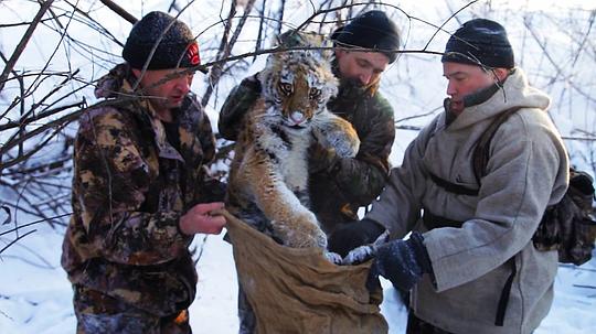 电视剧《雪虎任务  Operation Snow Tiger》（2013英国）--高清4K/1080P迅雷BT资源下载