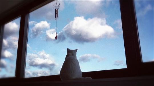 电视剧《猫猫的奇妙世界》（2014英国）--高清4K/1080P迅雷BT资源下载