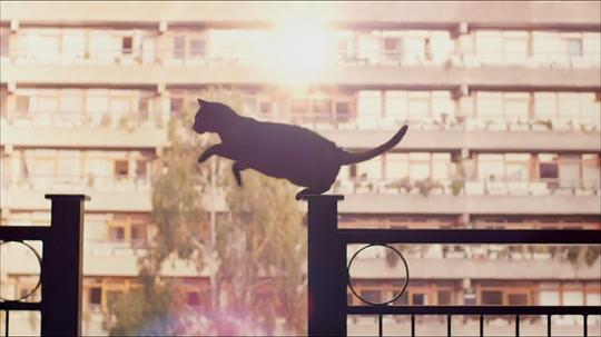 电视剧《猫猫的奇妙世界》（2014英国）--高清4K/1080P迅雷BT资源下载