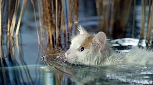 电视剧《猫猫的奇妙世界》（2014英国）--高清4K/1080P迅雷BT资源下载