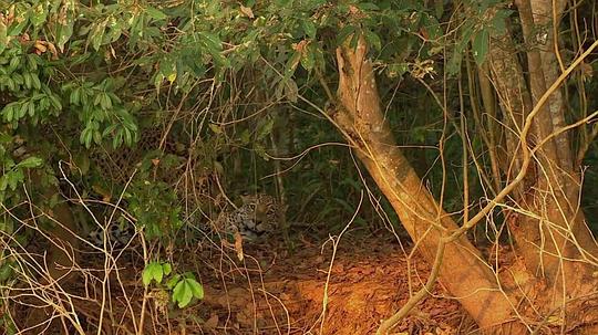 电视剧《狂野巴西  Wild Brazil》（2014英国）--高清4K/1080P迅雷BT资源下载