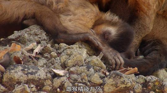 电视剧《狂野巴西  Wild Brazil》（2014英国）--高清4K/1080P迅雷BT资源下载