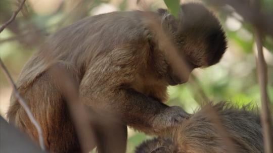 电视剧《狂野巴西  Wild Brazil》（2014英国）--高清4K/1080P迅雷BT资源下载