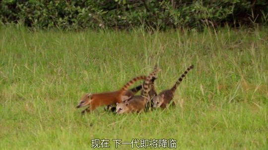 电视剧《狂野巴西  Wild Brazil》（2014英国）--高清4K/1080P迅雷BT资源下载