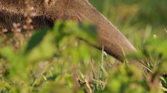 电视剧《狂野巴西  Wild Brazil》（2014英国）--高清4K/1080P迅雷BT资源下载