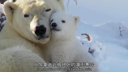 电视剧《北美大地  North America》（2013美国）--高清4K/1080P迅雷BT资源下载